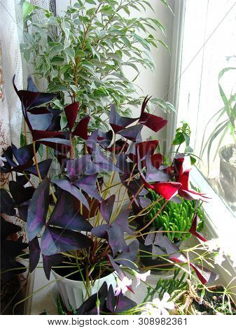 Ficus Benjamin, Krassul Jacobsen And Oxygen On The Windowsill