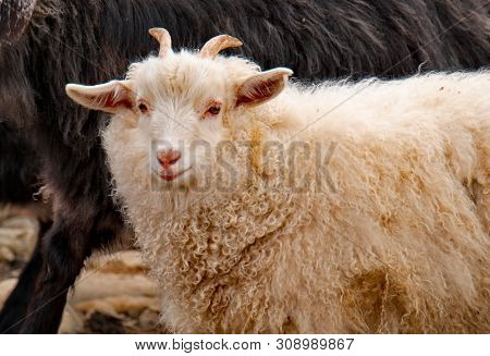 Russia. Mountain Altai. Goats Angora Breed On Snow-covered Mountain Steppes.