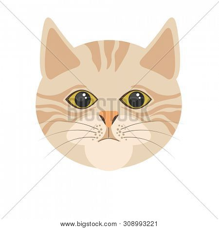 Burmilla cat in light color portrait in flat design on white. Isolated head of domestic animal with stripes, human-shaped eyes, triangular ears and black whiskers  colorful illustration