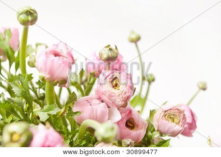 Ranuncolo rosa