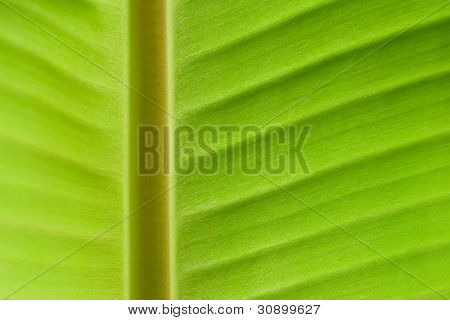 banana leaf