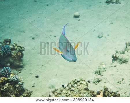 Bullethead Parrotfish. Colourful Marine Life In Red Sea, Egypt, Dahab.