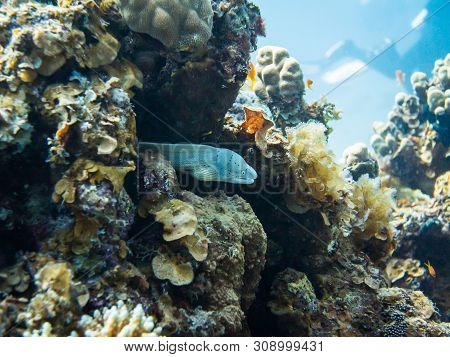 White Muraena. Colourful Marine Life In Red Sea, Egypt, Dahab.