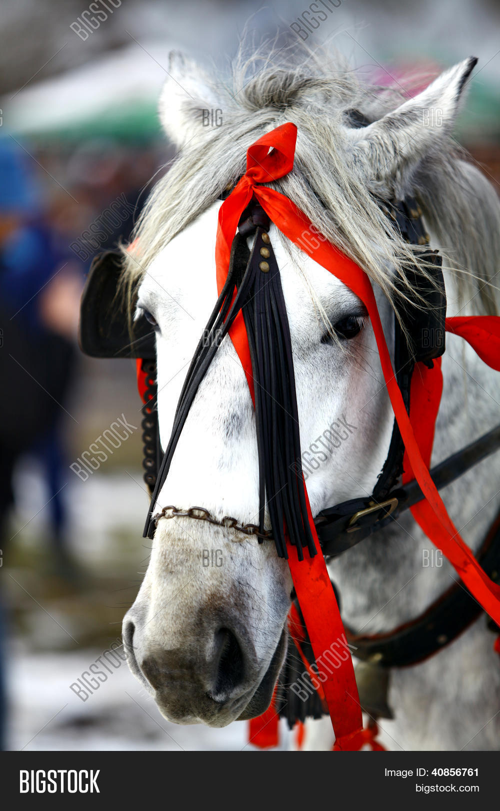 White Horse, Red Ribbons Image & Photo | Bigstock