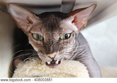 A Domestic Bald Cat Lies There, Angry And Growling, Showing Its Fangs. Portrait Of An Aggressive, An