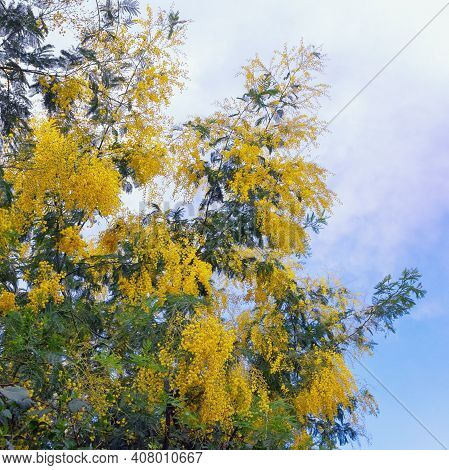 Springtime. Bright Yellow Flowers Of Acacia Dealbata Tree