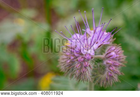 Natural Green Background With Flowers In The Park