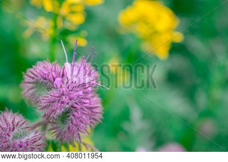 Natural Green Background With Flowers  In The Park