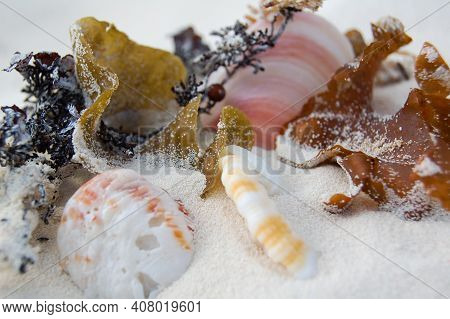 Still Life Of Caribbean Seashells. Seashells In White Sand On The Island Of Cayo Largo Del Sur.