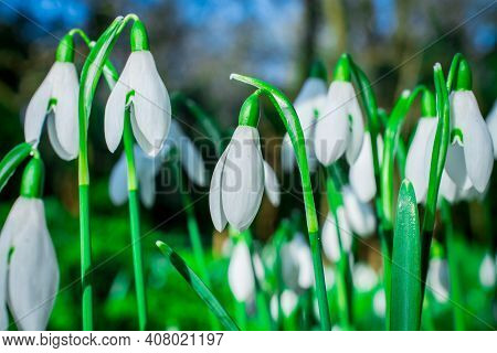 Beautiful Spring Snowdrop  Flowers In Forest On Early Spring