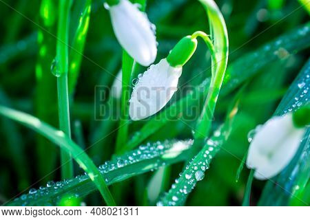 Beautiful Spring Snowdrop  Flowers In Forest On Early Spring