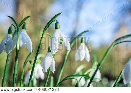 Beautiful Spring Snowdrop  Flowers In Forest On Early Spring