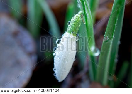 Beautiful Spring Snowdrop  Flowers In Forest On Early Spring
