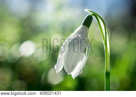 Beautiful Spring Snowdrop  Flowers In Forest On Early Spring