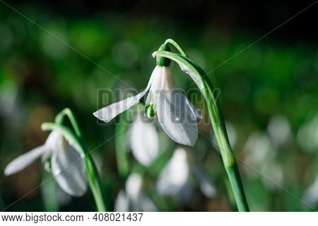 Beautiful Spring Snowdrop  Flowers In Forest On Early Spring