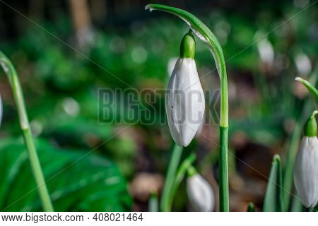 Beautiful Spring Snowdrop  Flowers In Forest On Early Spring