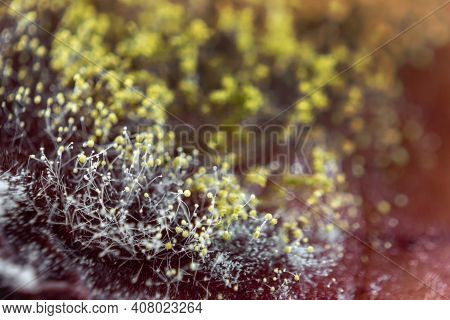 Blurred Background Dangerous Mold Close-up. The Concept Of Dampness, Moisture, Dust, Respiratory Pro