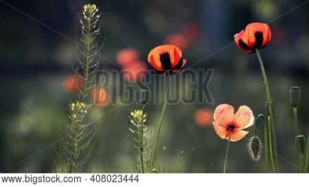 Textured, Close-up Poppy Freshness.a Living Embodiment Of The Fantasy Of Nature.natural And Beautifu