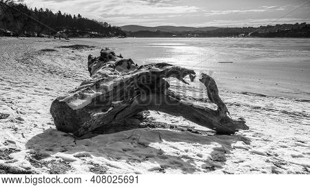 Tree Trunk Cowered By Snow By The Lake - B&w