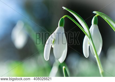 Beautiful Spring White Snowdrop Flowers In Forest