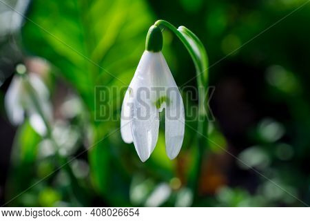 Beautiful Spring White Snowdrop Flowers In Forest