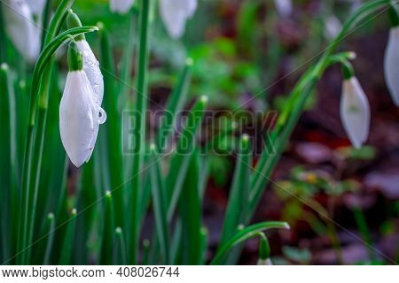 Beautiful Spring White Snowdrop Flowers In Forest
