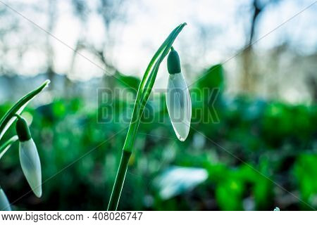 Beautiful Spring White Snowdrop Flowers In Forest