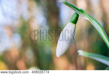 Beautiful Spring White Snowdrop Flowers In Forest