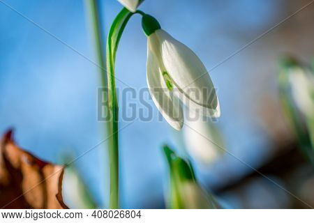 Beautiful Spring White Snowdrop Flowers In Forest