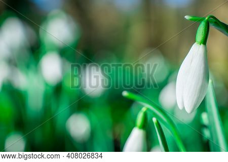 Beautiful Spring White Snowdrop Flowers In Forest
