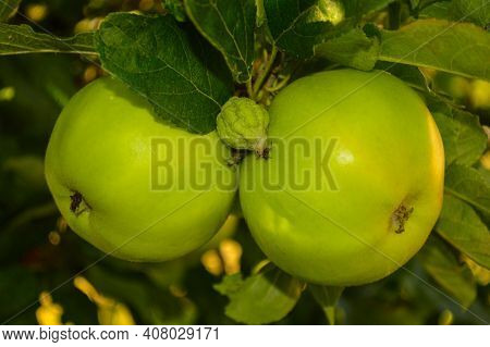 Two Green Apples On A Tree Close Up