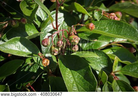 Bckground Of Cotoneaster Leaves And Green Berry Clusters