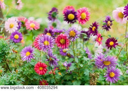 Close-up Of Purple And Pink Chrysanthemums In Green Leaves In A Vegetable Garden.