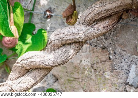 Beautiful  Aristolochia Flower  And Tree Trunk On Spring  In The Park