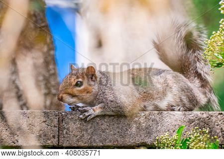 Hungry Squirrel In Traditional English Park On Sunny Day