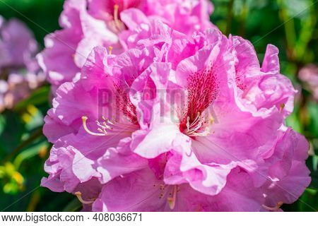 Beautiful Flower On Spring  In The Park