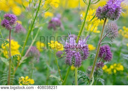Nature Background With  Beautiful Violet Phacelia Flowers