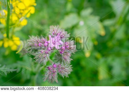 Nature Background With  Beautiful Violet Phacelia Flowers
