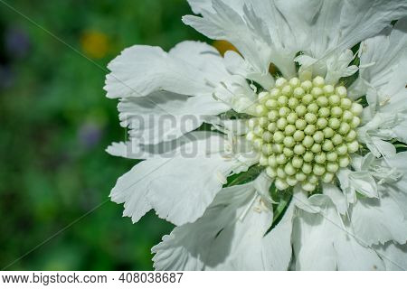 Flower Of Scabiosa Columbaria With Leaves Growing In Summer Garden