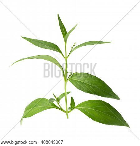 Andrographis Paniculata, Green Chirayta, King Of Bitters Leaf Isolated On Awhite Background