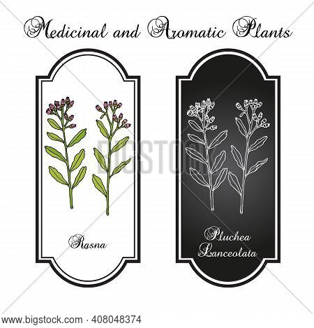 Rasana, Or Rasna Pluchea Lanceolata , Medicinal Plant. Hand Drawn Botanical Vector Illustration