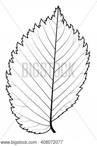 Black And White Leaf Of The Elm For Painting Models Of The Veining