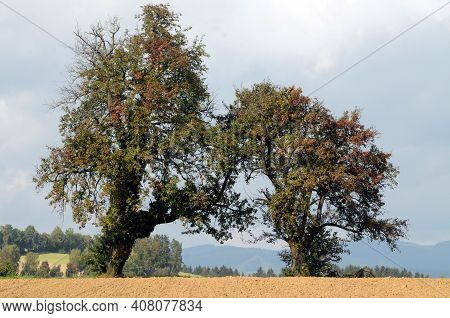 Ivy Growing On A Tree