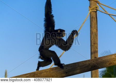 A Siamang Is Walking On A Tree Log