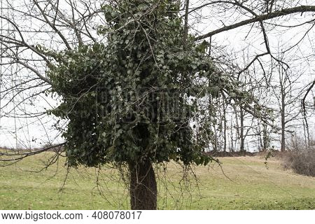Ivy Growing On A Tree