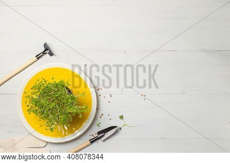 Micro-greenery In A Pot On A Bright Yellow Plate And Miniature Gardening Tools. Layout On A Gray Woo