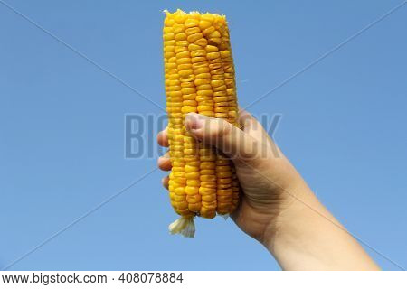 A Teenage Boy Holds A Fresh, Yellow, Sweet Corn In His Hands Against A Blue Sky. The Concept Of Agri