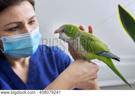 Doctor Woman Veterinarian Examining A Green Quaker Parrot. Pet Bird On Examination At The Vet Clinic