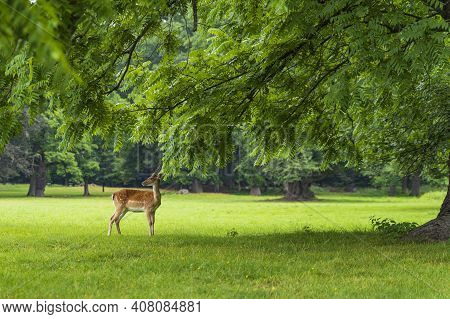 A White-tailed Deer Fawn Standing In A Meadow