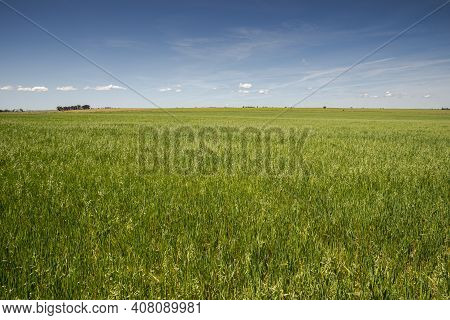 Extensive Dry Farming Of Cereals In The Castro Verde Special Protection Area. It Is The Most Represe